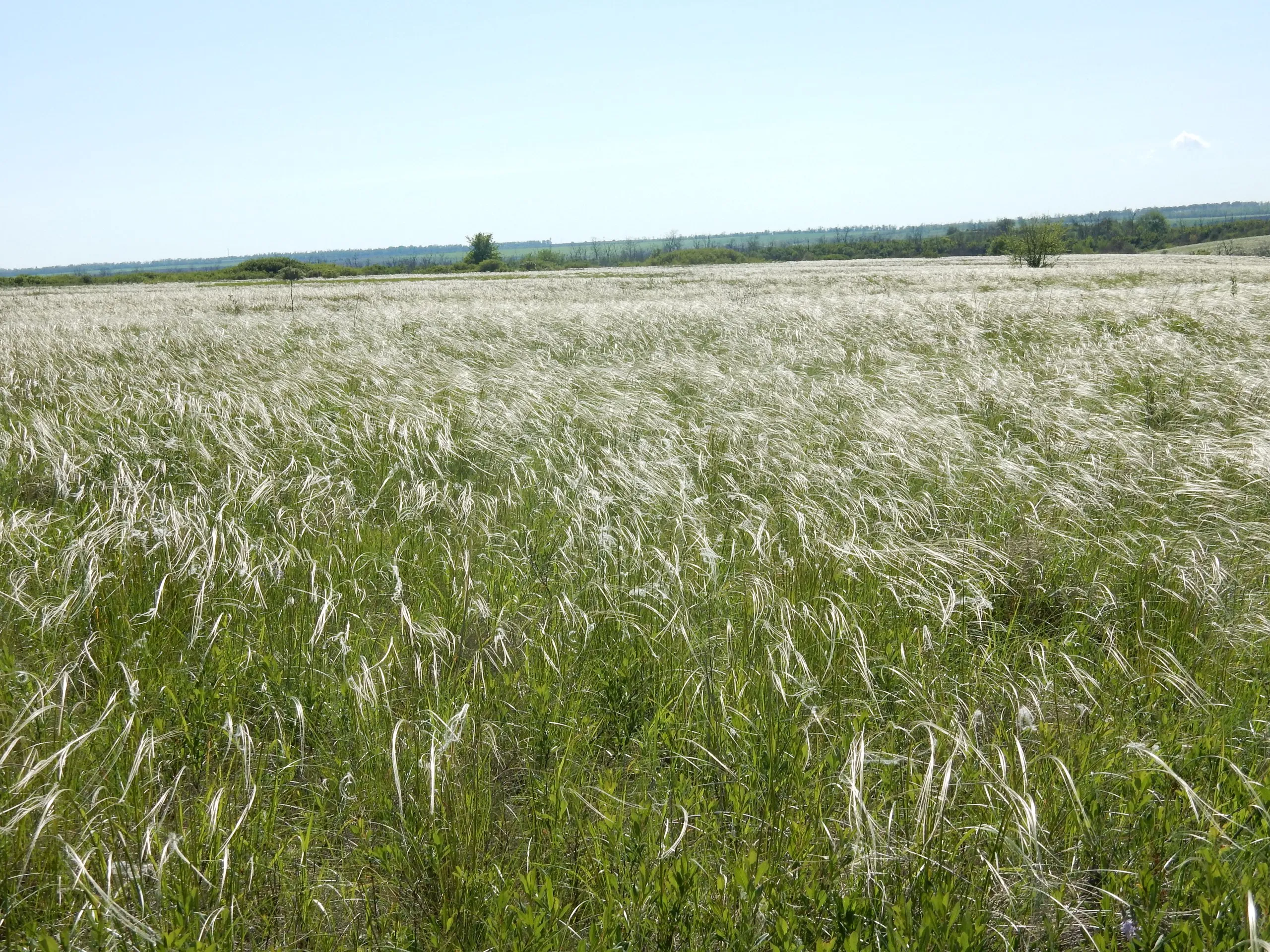 Ковыльная степь